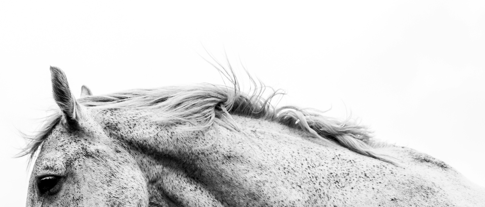 equine massage salt lake city ut